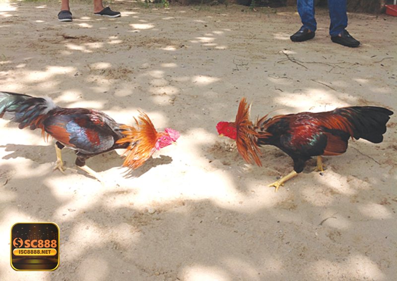 Thuật ngữ đá gà - Đá đồng: khi hai bên ngang tài và trận dễ bẻ lái Thuật ngữ đá gà - Đá đồng: khi hai bên ngang tài và trận dễ bẻ lái