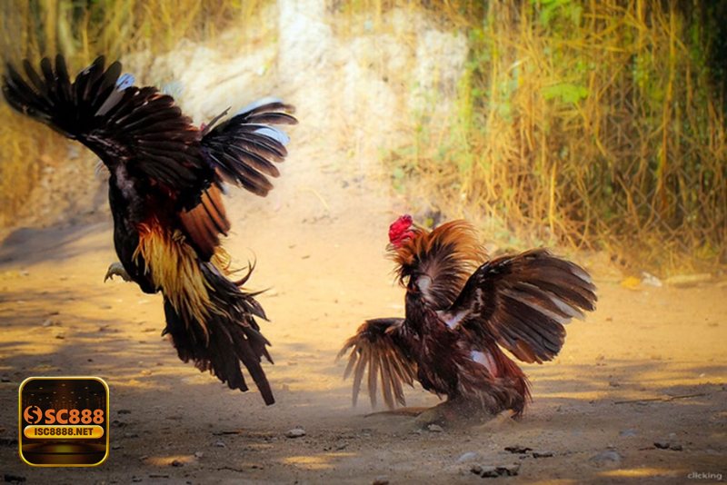 Đá Gà Thomo - Chạng gà, cân ký và điểm chấp tác động tới tỷ lệ
